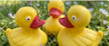 Artisanal Chocolate Little Ducklings Trio